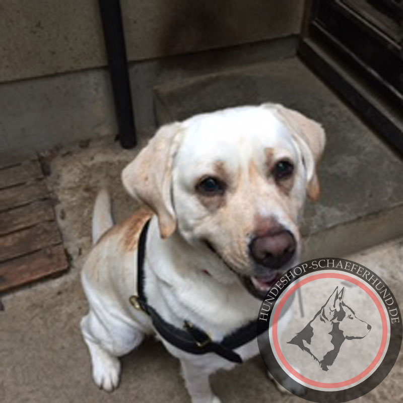 Service Hund Geschirr für Labrador Hund kaufen online
